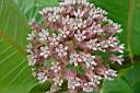 asclepias syriaca 2.jpg